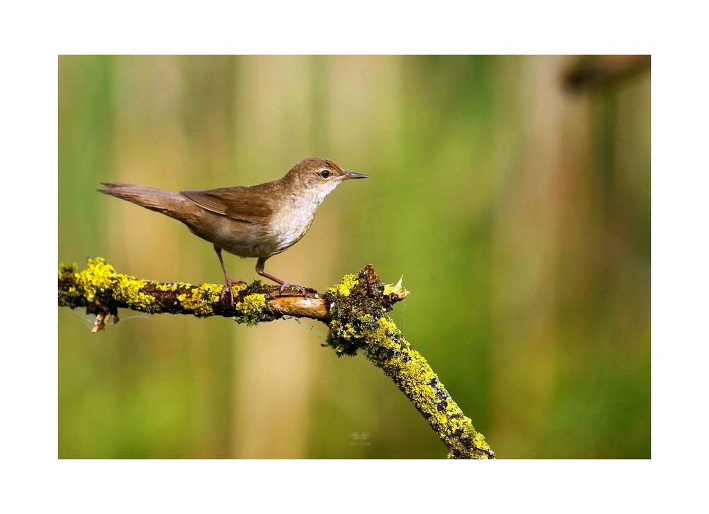 Brzęczka (Locustella luscinioides)