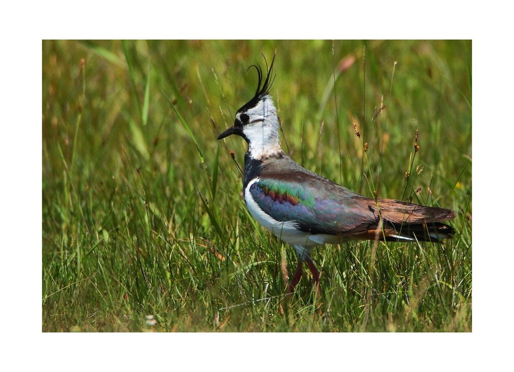 Czajka (zwyczajna), czajka pospolita (Vanellus vanellus)