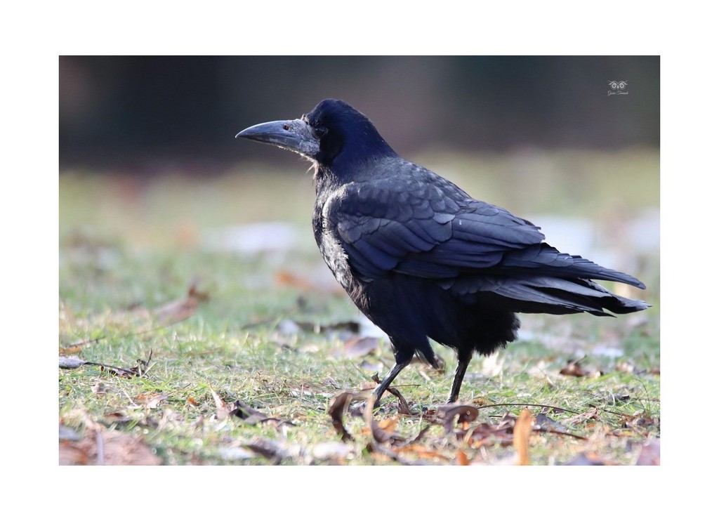 Gawron, gapa (Corvus frugilegus)