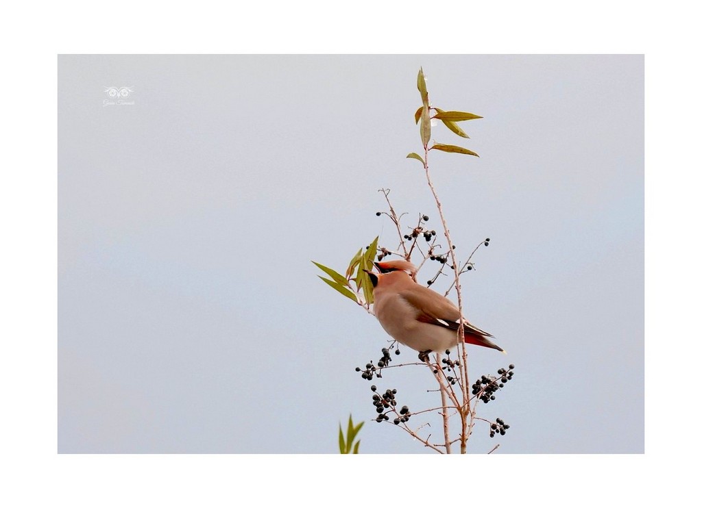 Jemiołuszka (zwyczajna), jemiołucha 
(Bombycilla garrulus)