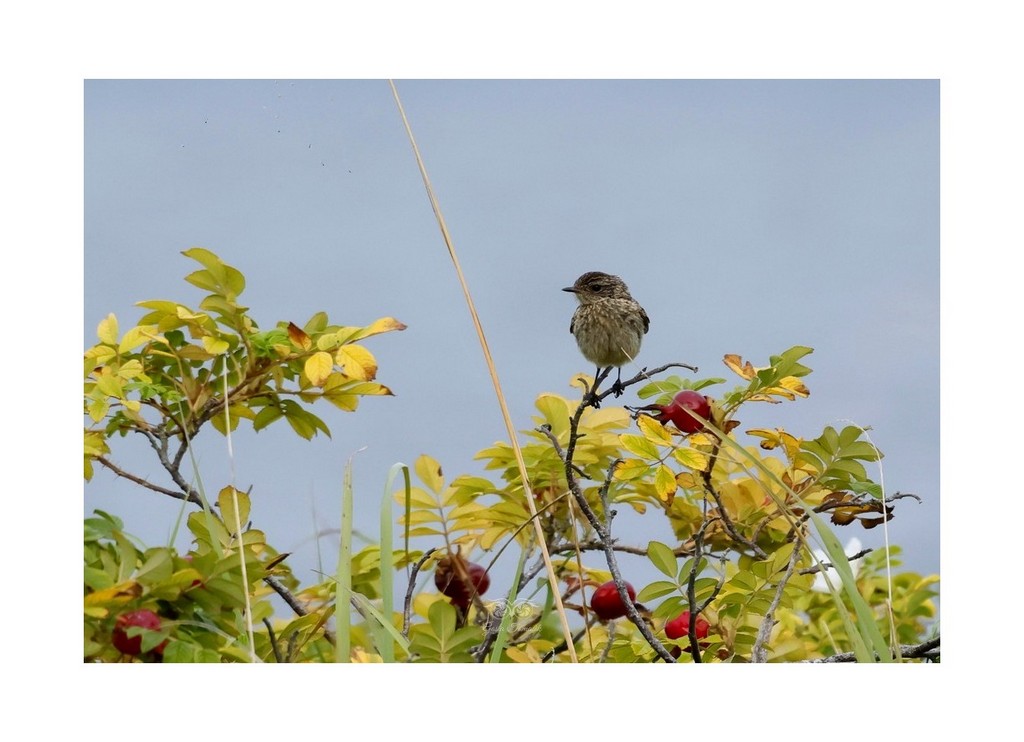 Kląskawka (zwyczajna) (Saxicola rubicola), Rezerwat Beka 2026.09
