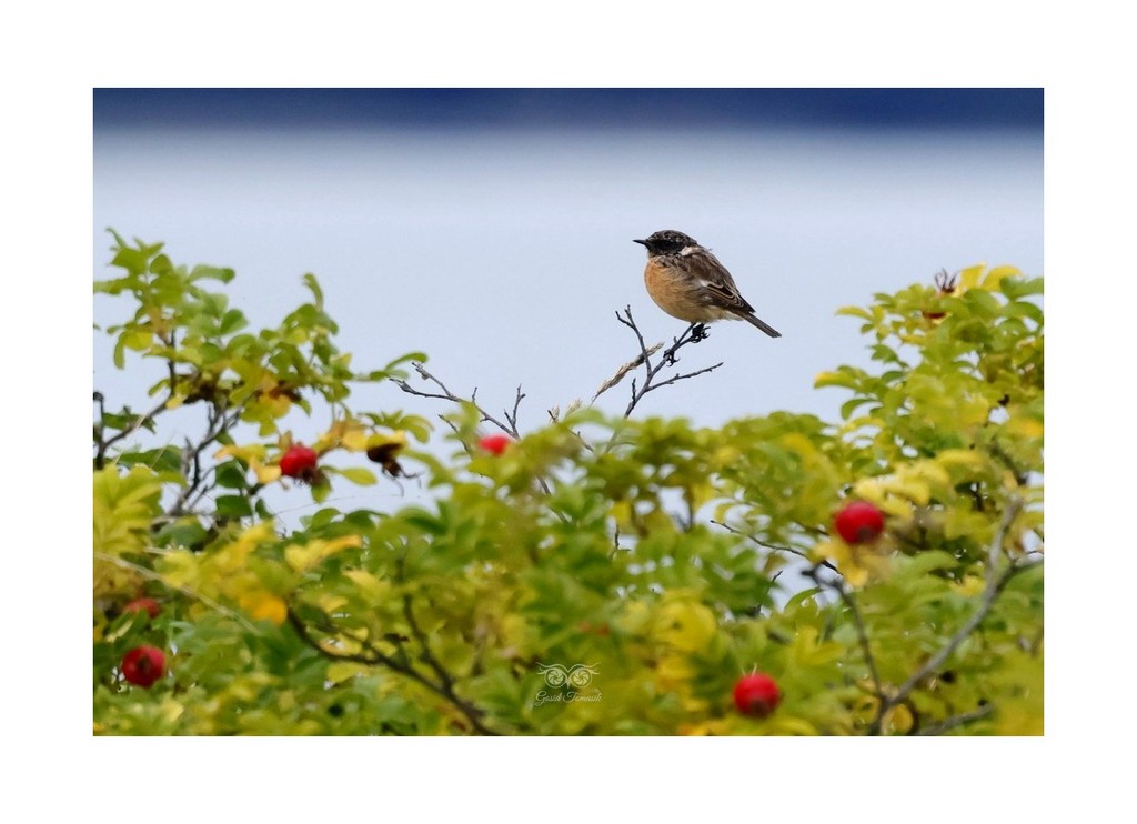 Kląskawka (zwyczajna) (Saxicola rubicola), 
Rezerwat Beka 2026.09