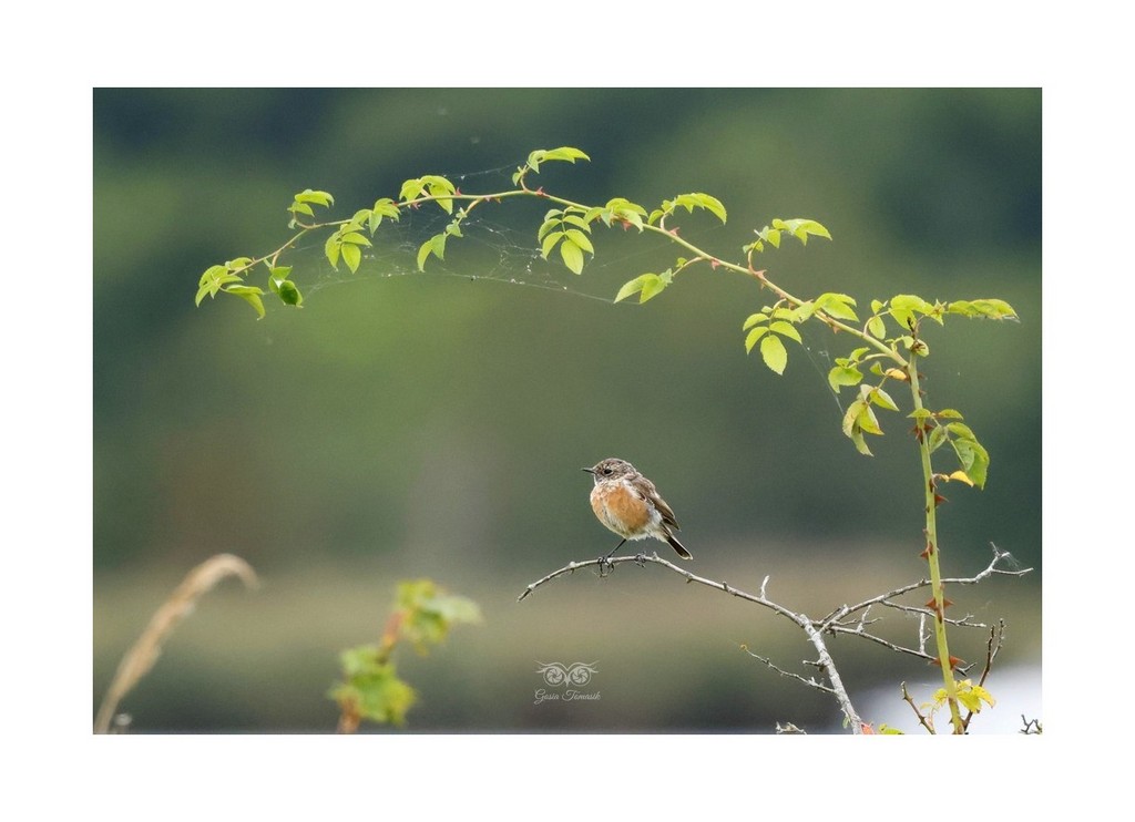 Kląskawka (zwyczajna) (Saxicola rubicola), 
Rezerwat Beka 2026.09