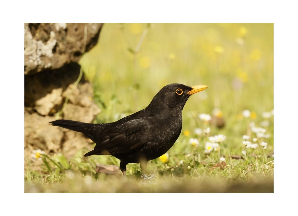 Kos (Turdus merula), 
Hiszpania 2026.03