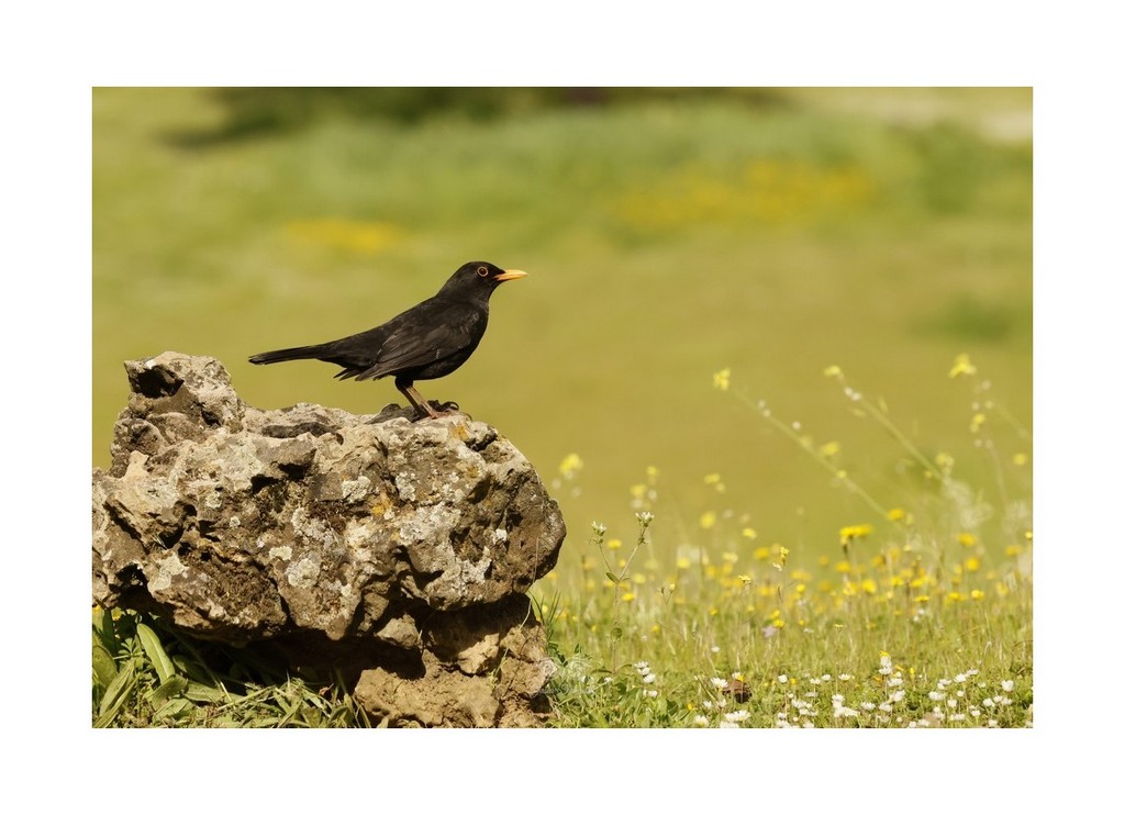 Kos (Turdus merula), 
Hiszpania 2026.03