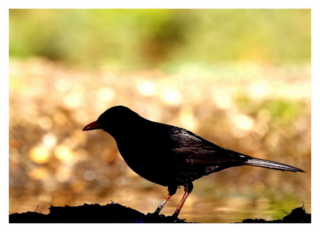 Kos (Turdus merula), 
Hiszpania 2026.03