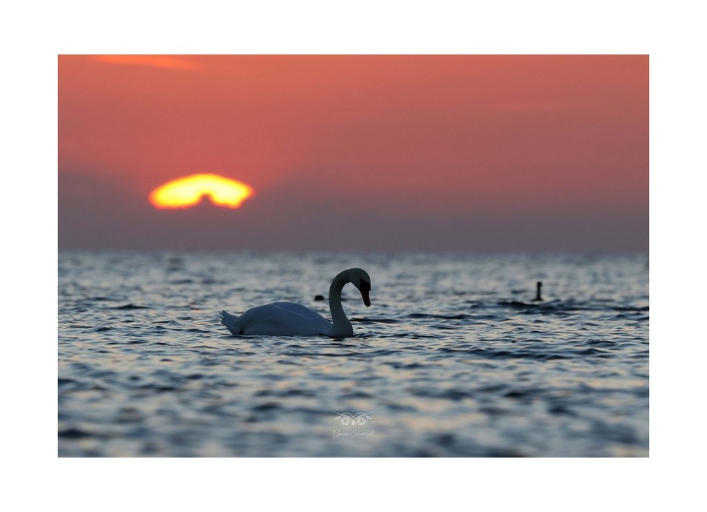 Łabędź niemy (Cygnus olor),
 Mikoszewo 2026.09