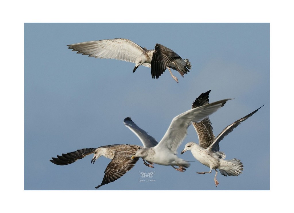 Mewa srebrzysta (Larus argentatus), 
Mikoszewo 2026.09