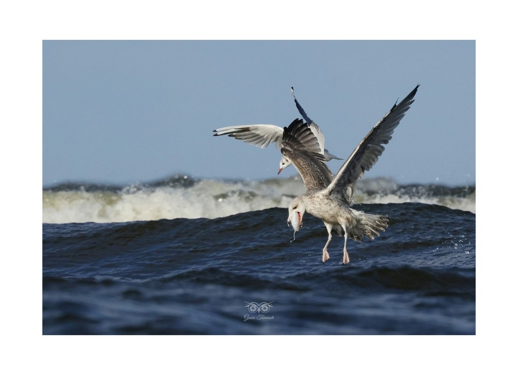 Mewa srebrzysta (Larus argentatus), 
Mikoszewo 2026.09