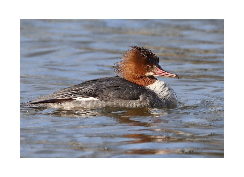 Nurogęś, tracz nurogęś (Mergus merganser)