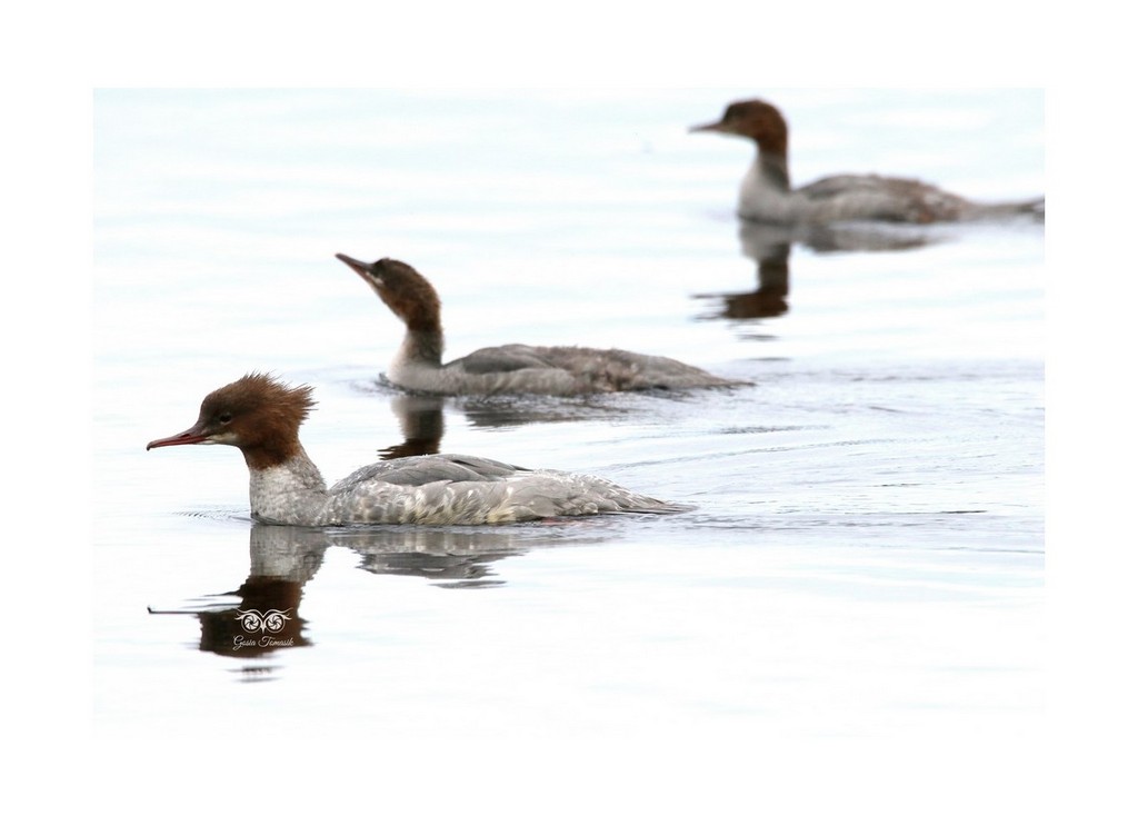 Nurogęś, tracz nurogęś (Mergus merganser)