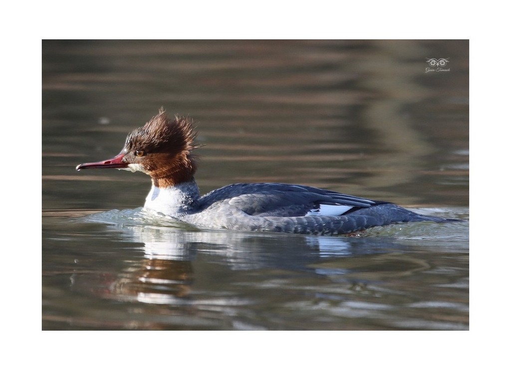 Nurogęś, tracz nurogęś (Mergus merganser)