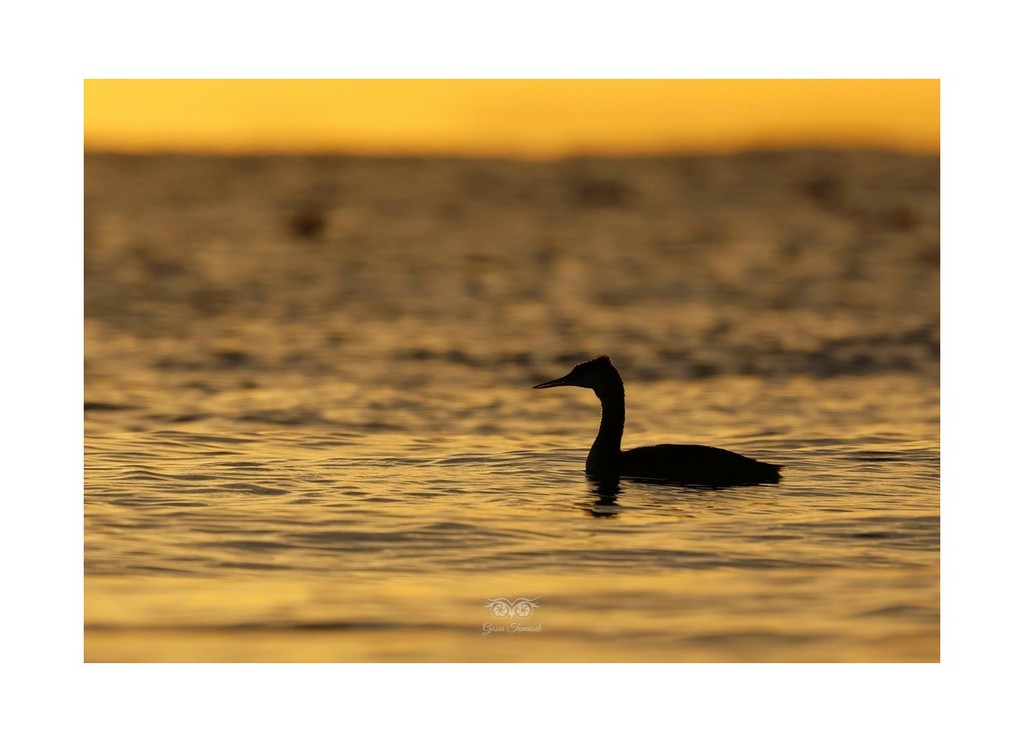Perkoz dwuczuby (Podiceps cristatus), 
Mikoszewo 2026.09