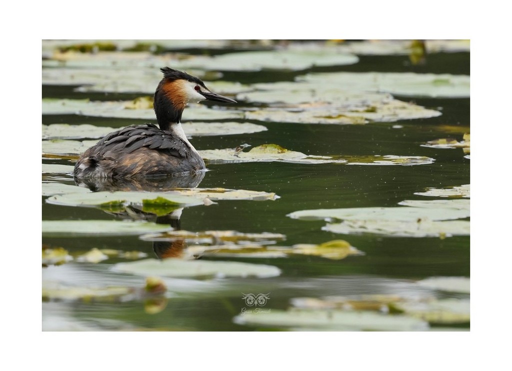 Perkoz dwuczuby (Podiceps cristatus)