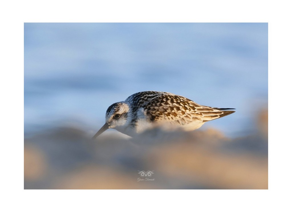 Piaskowiec (Calidris alba), 
Cypel Rewski (Szperk) 2026.09