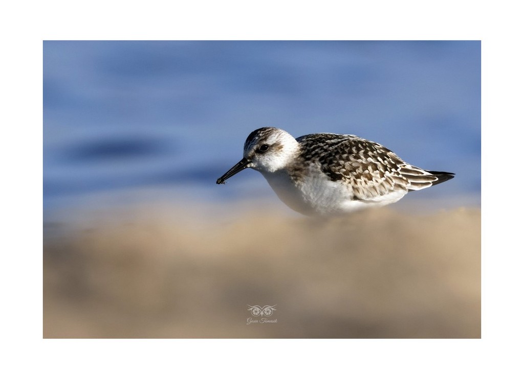 Piaskowiec (Calidris alba), 
Cypel Rewski (Szperk) 2026.09