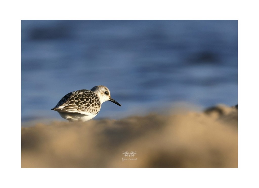 Piaskowiec (Calidris alba), 
Cypel Rewski (Szperk) 2026.09