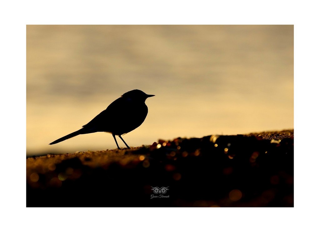 Pliszka siwa (Motacilla alba), Rezerwat Beka 2026.09