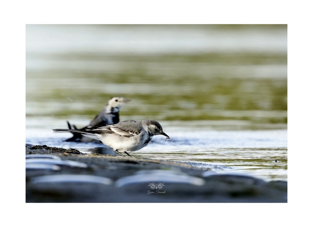 Pliszka siwa (Motacilla alba), 
Rezerwat Beka 2026.09