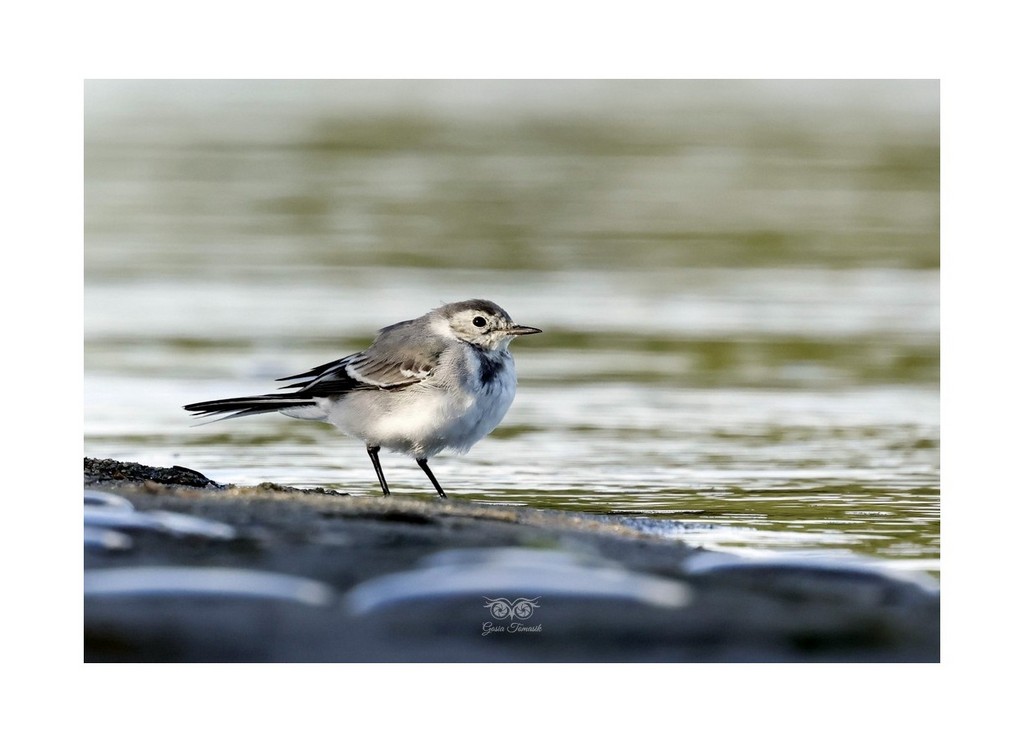 Pliszka siwa (Motacilla alba), 
Rezerwat Beka 2026.09
