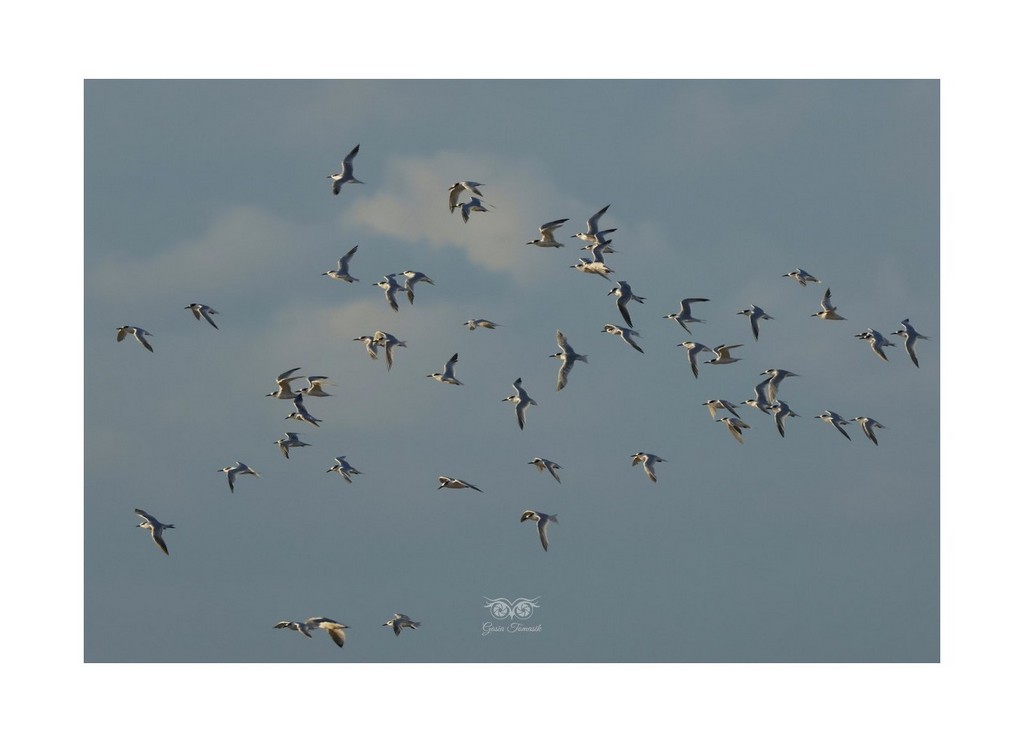 Rybitwa czubata (Thalasseus sandvicensis), 
Mikoszewo 2026.09