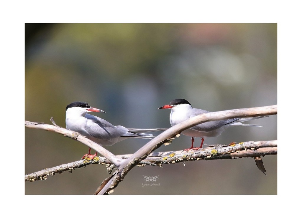 Rybitwa rzeczna, rybitwa zwyczajna (Sterna hirundo)
