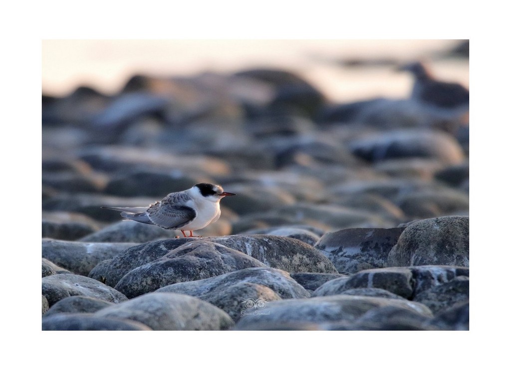 Rybitwa rzeczna, rybitwa zwyczajna (Sterna hirundo)