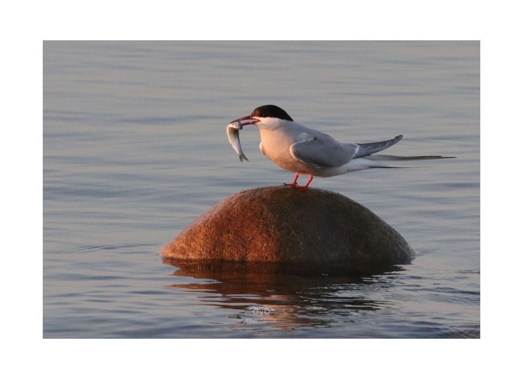 Rybitwa rzeczna, rybitwa zwyczajna (Sterna hirundo)