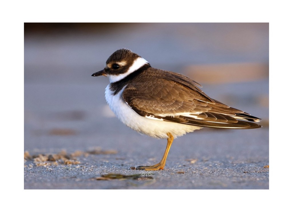 Sieweczka obrożna, lądowiec (Charadrius hiaticula), 
Mikoszewo 2026.09