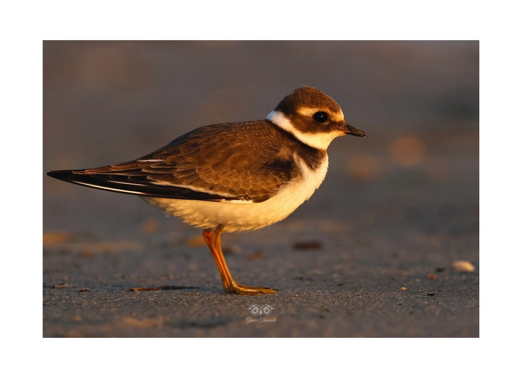Sieweczka obrożna, lądowiec (Charadrius hiaticula), Mikoszewo 2026.09