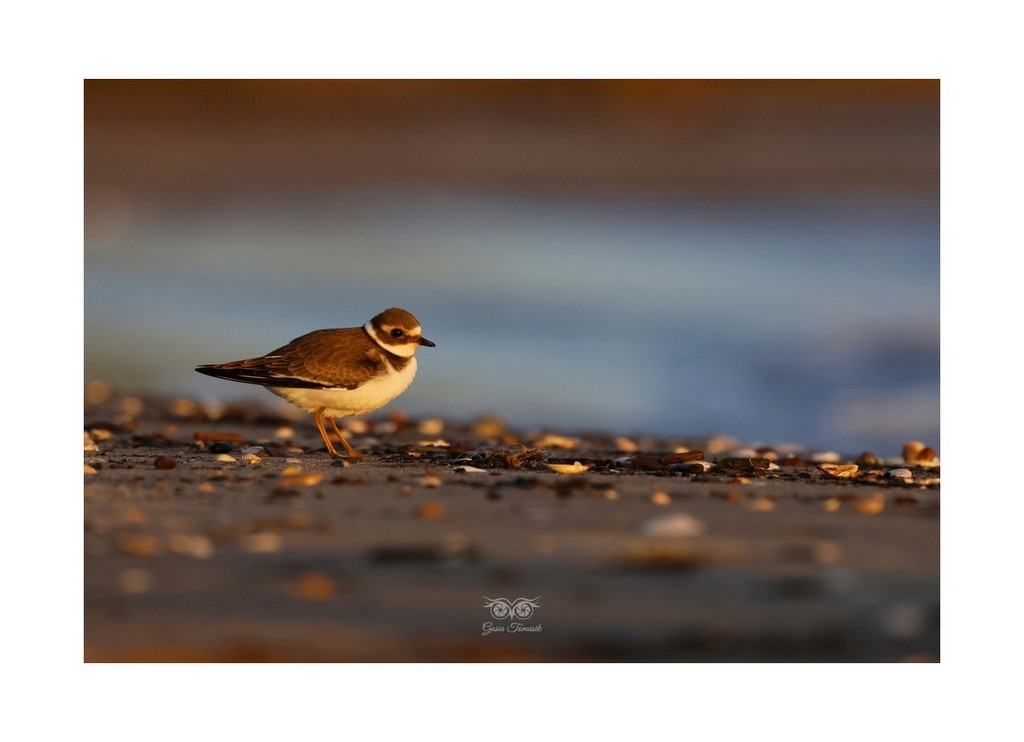 Sieweczka obrożna, lądowiec (Charadrius hiaticula), 
Mikoszewo 2026.09