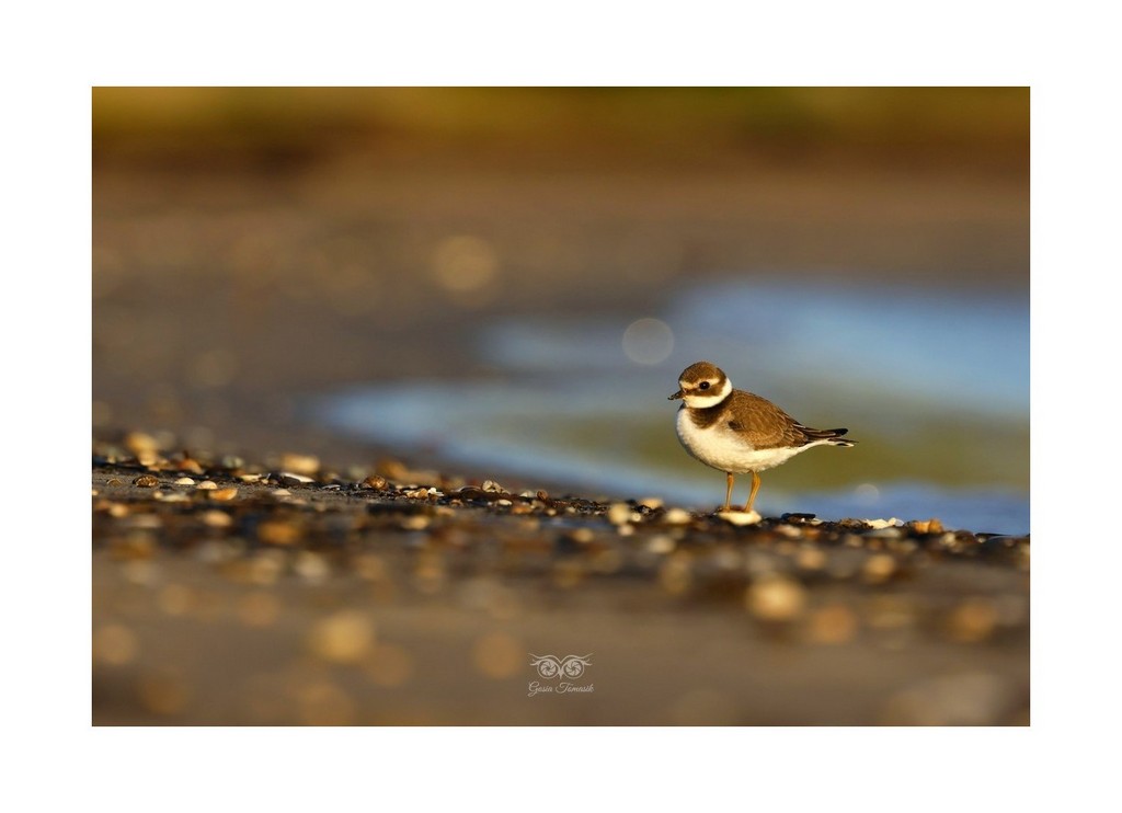 Sieweczka obrożna, lądowiec (Charadrius hiaticula), 
Mikoszewo 2026.09