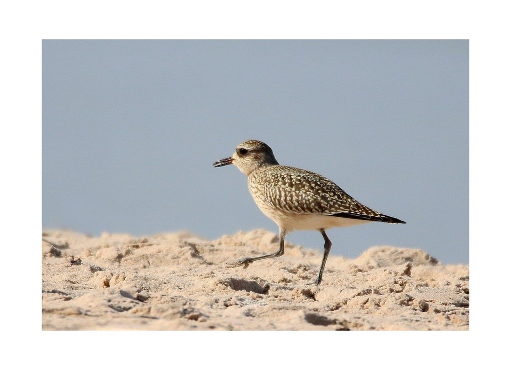 Siewnica (Pluvialis squatarola)