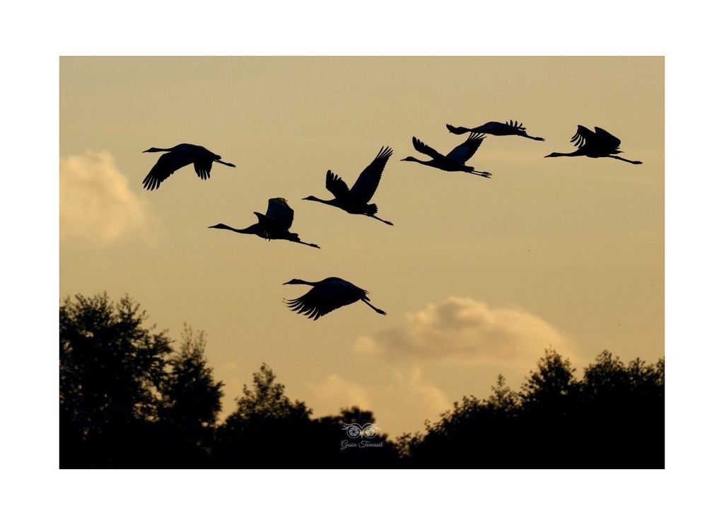 Żuraw (zwyczajny), żuraw, żuraw popielaty, żuraw szary (Grus grus), Rezerwat Beka 2026.09